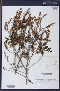 Leucothoe racemosa image