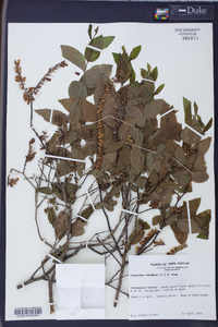 Leucothoe racemosa image