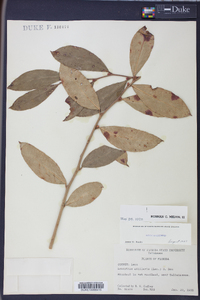 Leucothoe axillaris image