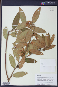 Leucothoe axillaris image