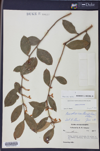 Leucothoe axillaris image