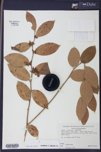 Leucothoe axillaris image