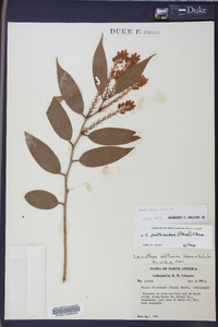 Leucothoe fontanesiana image