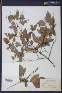 Leucothoe racemosa image