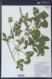 Leucothoe racemosa image