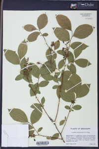 Leucothoe racemosa image