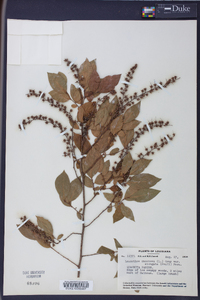 Leucothoe racemosa image