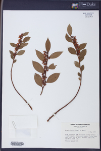 Lyonia lucida image