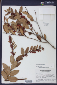 Lyonia lucida image