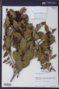 Lyonia lucida image