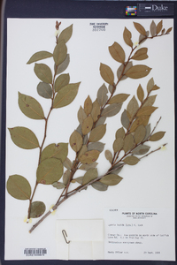 Lyonia lucida image