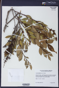 Lyonia lucida image