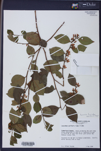 Lyonia lucida image