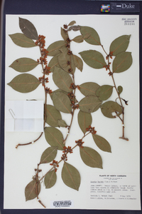 Lyonia lucida image