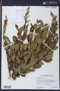 Lyonia lucida image