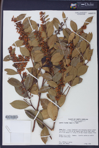 Lyonia lucida image