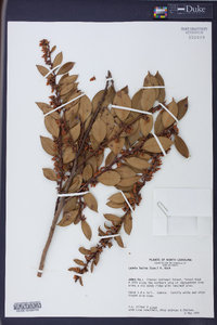 Lyonia lucida image