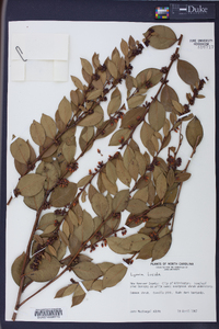 Lyonia lucida image