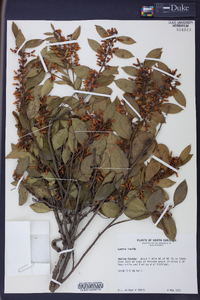 Lyonia lucida image