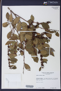 Lyonia lucida image