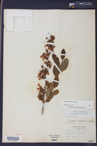 Lyonia mariana image