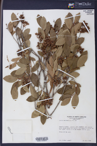 Lyonia mariana image