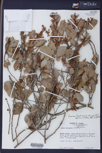 Lyonia fruticosa image