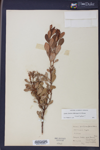 Lyonia fruticosa image