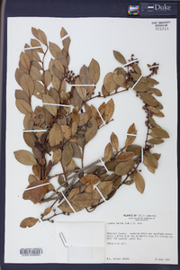 Lyonia lucida image