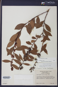 Lyonia lucida image