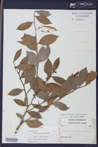 Lyonia lucida image