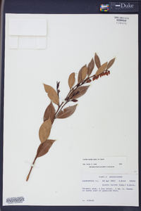 Lyonia lucida image