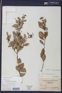 Lyonia lucida image