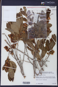 Lyonia mariana image