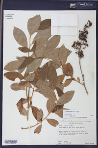 Lyonia mariana image