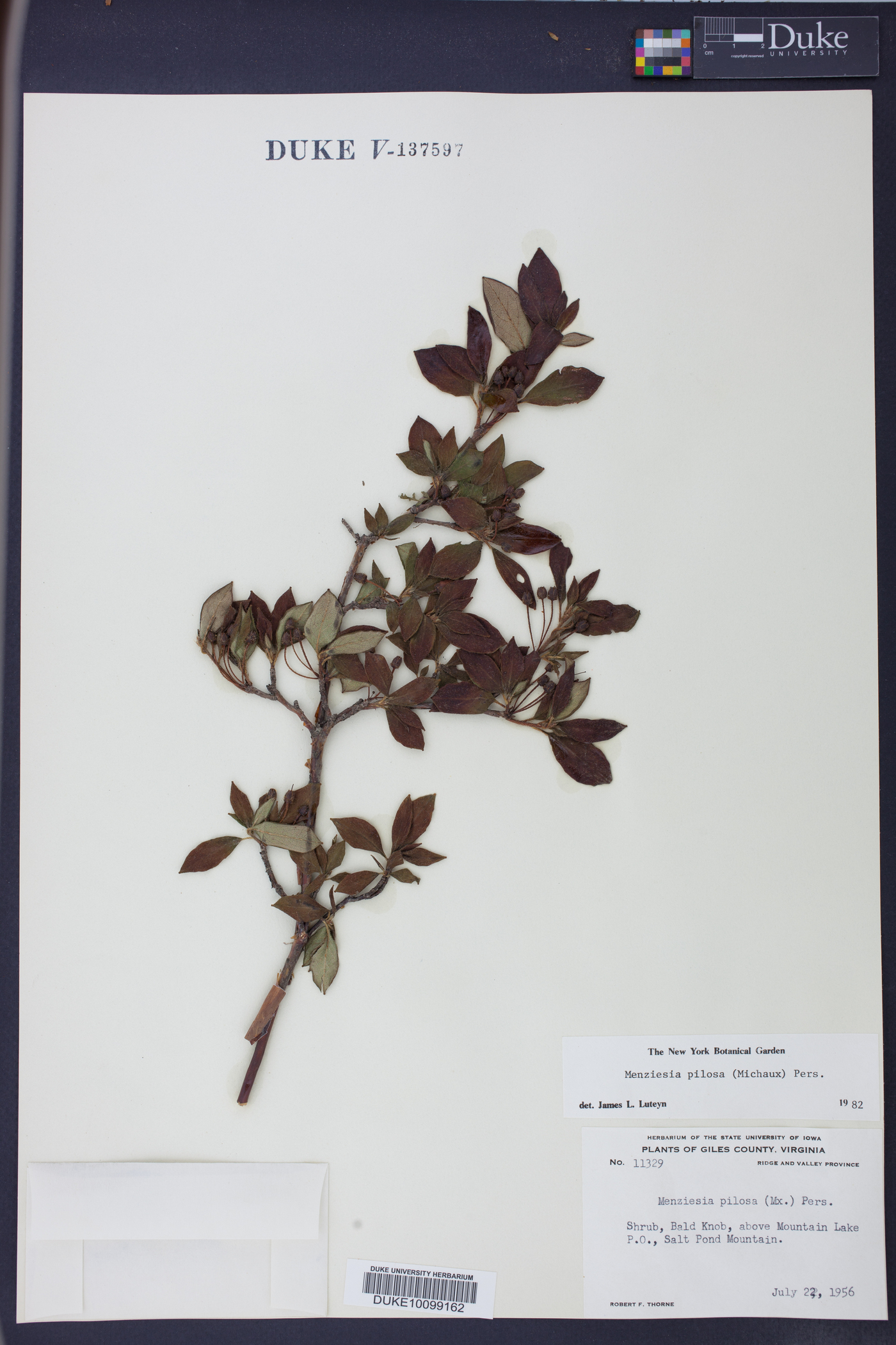 Rhododendron pilosum image