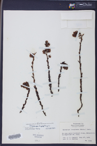 Hypopitys monotropa image