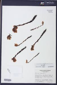 Hypopitys monotropa image