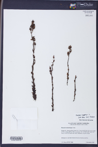 Hypopitys monotropa image