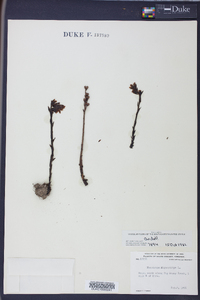 Hypopitys monotropa image