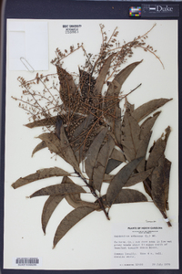 Oxydendrum arboreum image