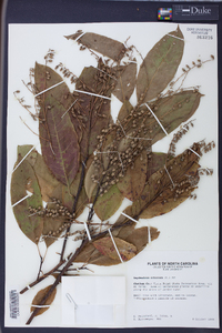 Oxydendrum arboreum image