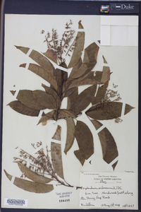 Oxydendrum arboreum image