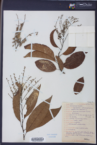 Oxydendrum arboreum image