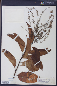 Oxydendrum arboreum image