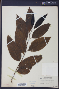 Oxydendrum arboreum image