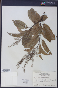 Oxydendrum arboreum image