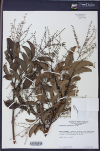 Oxydendrum arboreum image