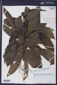 Oxydendrum arboreum image