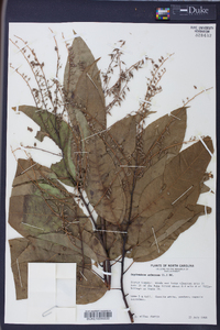 Oxydendrum arboreum image